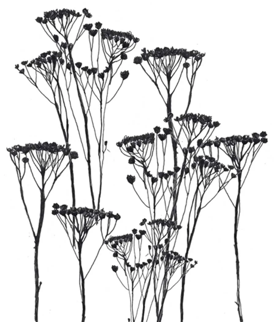 Illustrated drawing in black and white of the plant Cow parsley.
