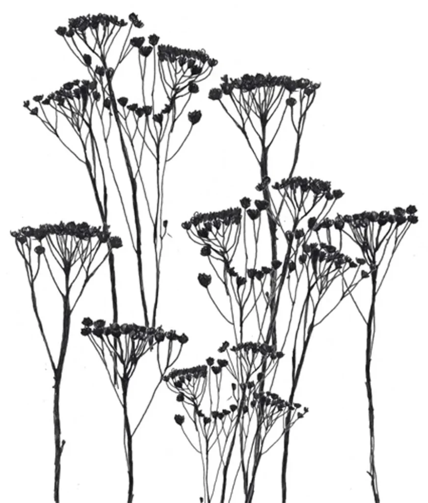 Illustrated drawing in black and white of the plant Cow parsley.