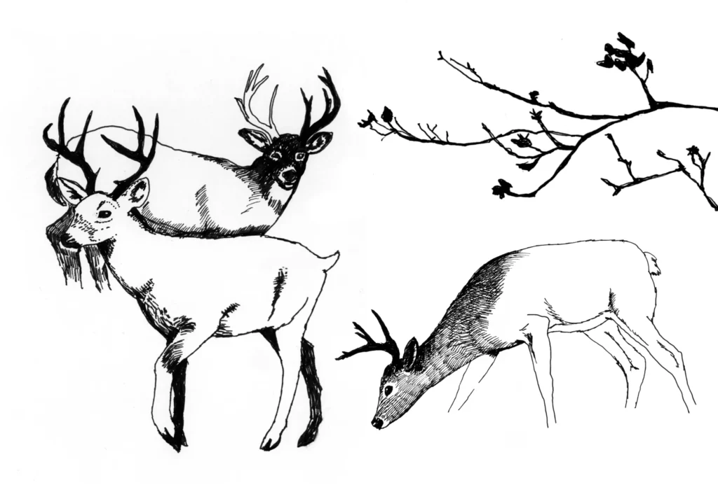 Illustrated drawing in black and white of a herd of deer.